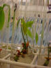 Biotecnología