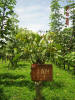 Jardín clonal