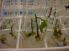 Biotecnología